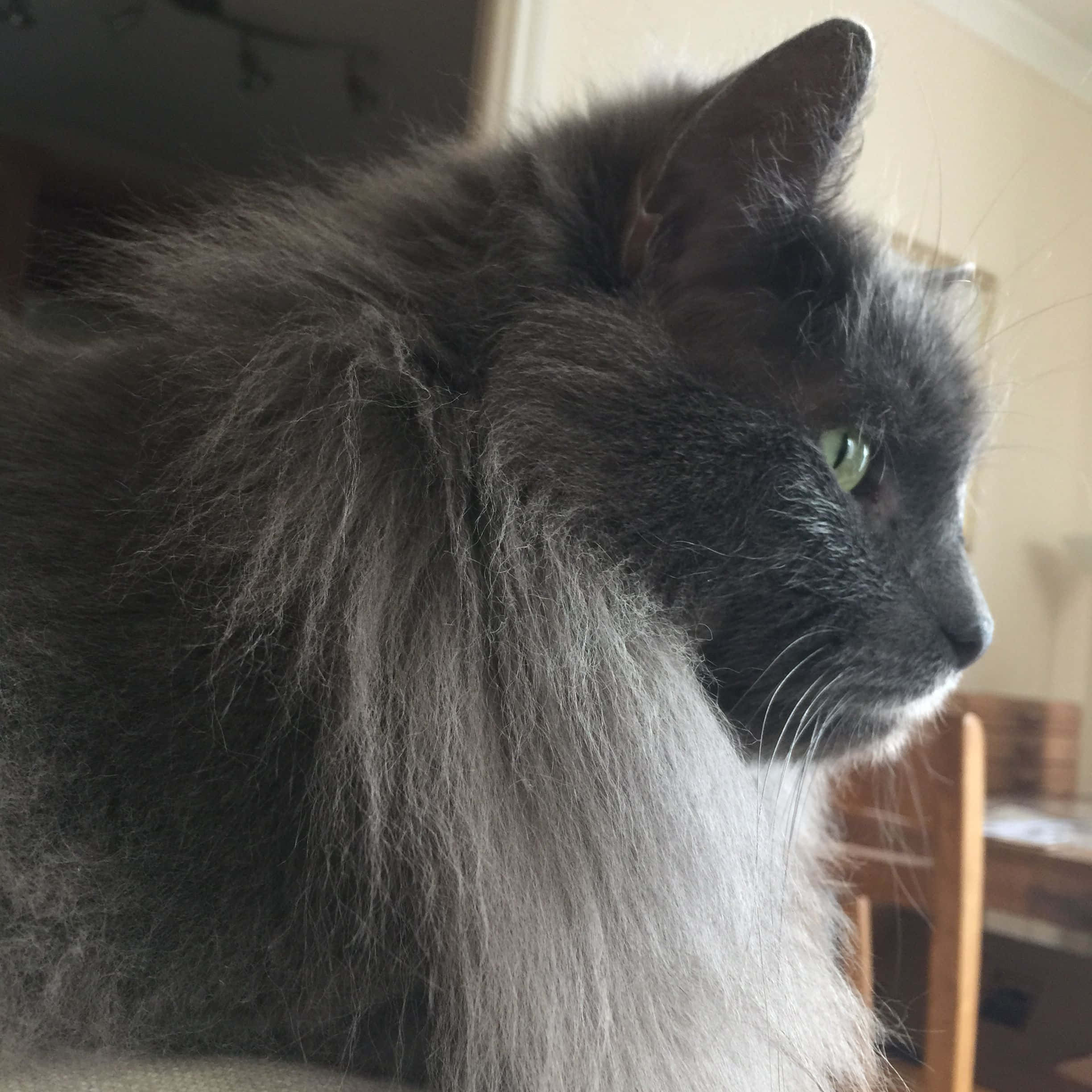 Nebelung, fluffy gray cat, green eyes, Full HD Desktop Wallpaper