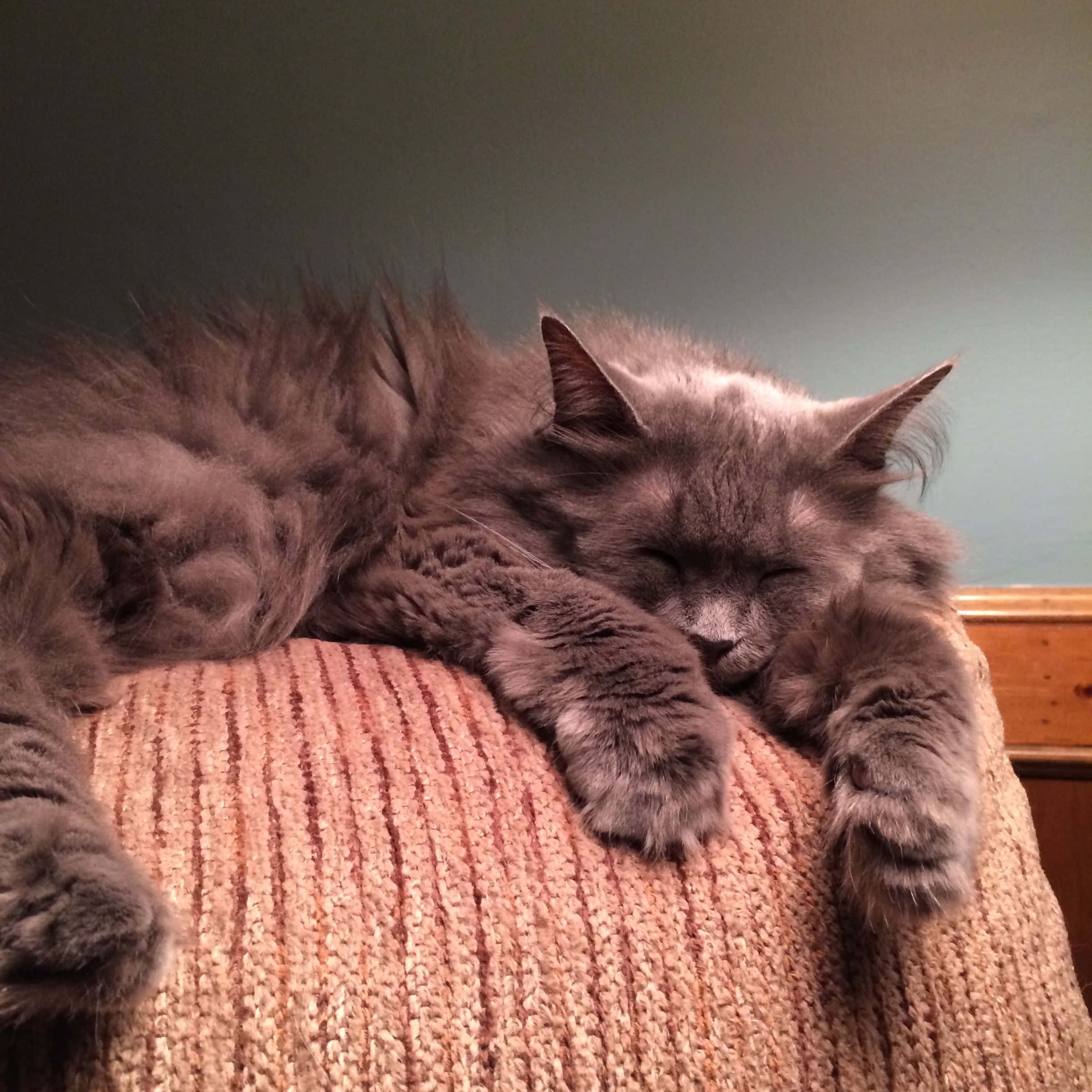 Nebelung, fluffy gray cat, textured peach knit cushion, Full HD Desktop Wallpaper