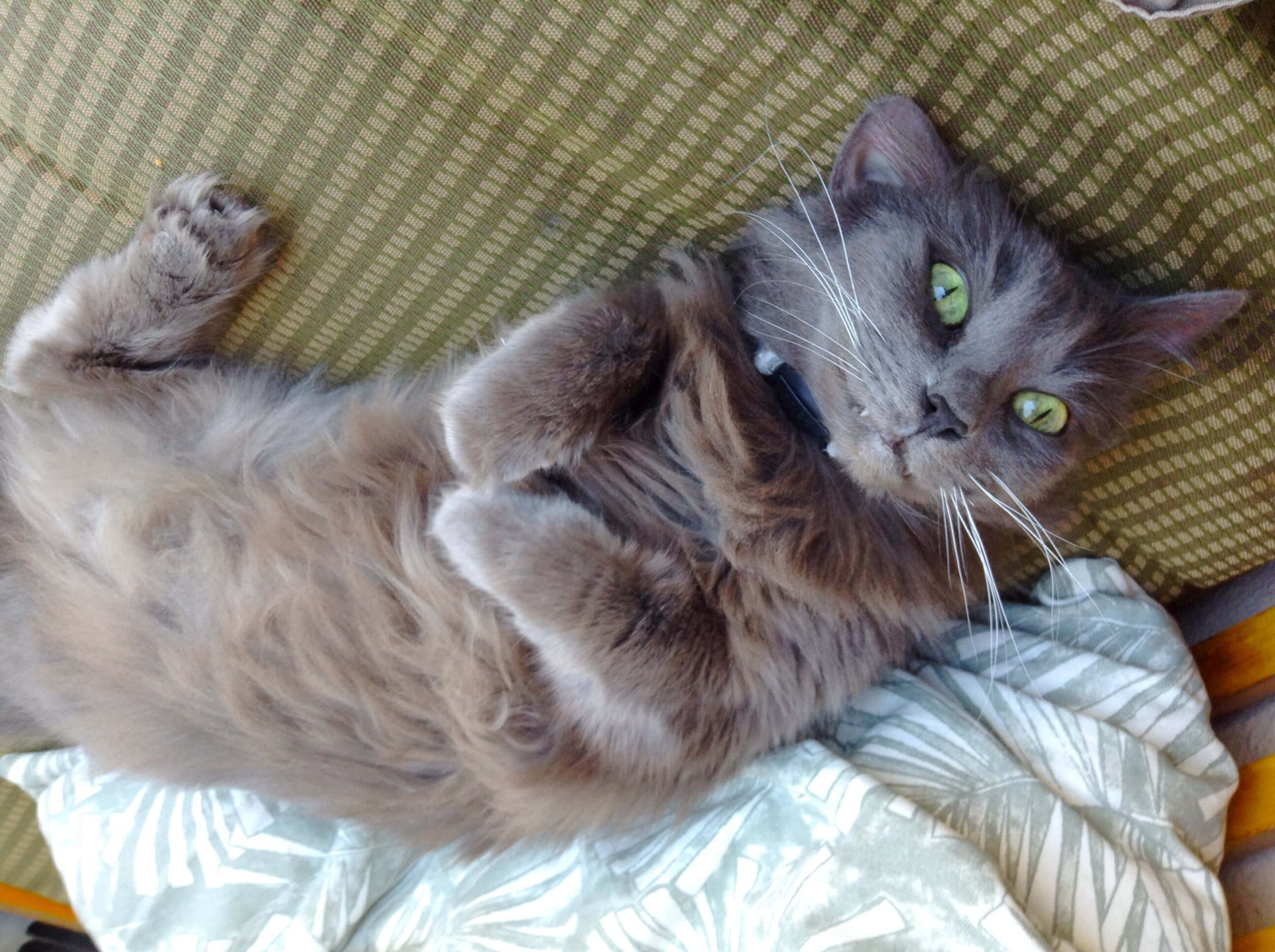 Nebelung, gray cat, bright green eyes, 2K Desktop Wallpaper