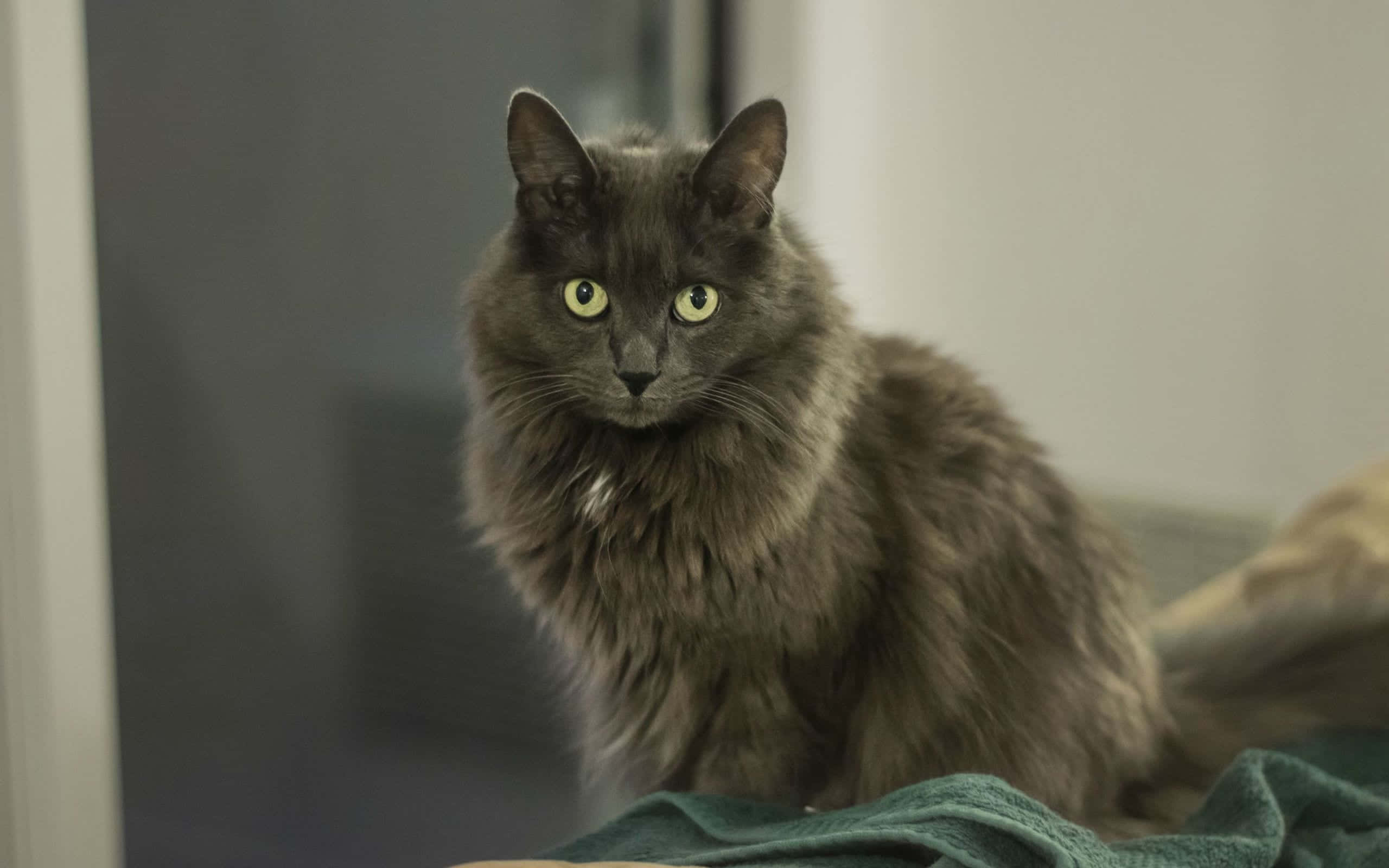 Nebelung, 2560 x 1600, wooden surface, 2K Desktop Wallpaper