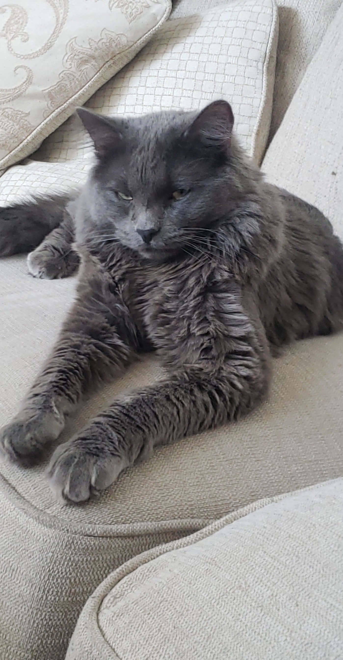 Nebelung, gray, beige, 2K Phone Wallpaper