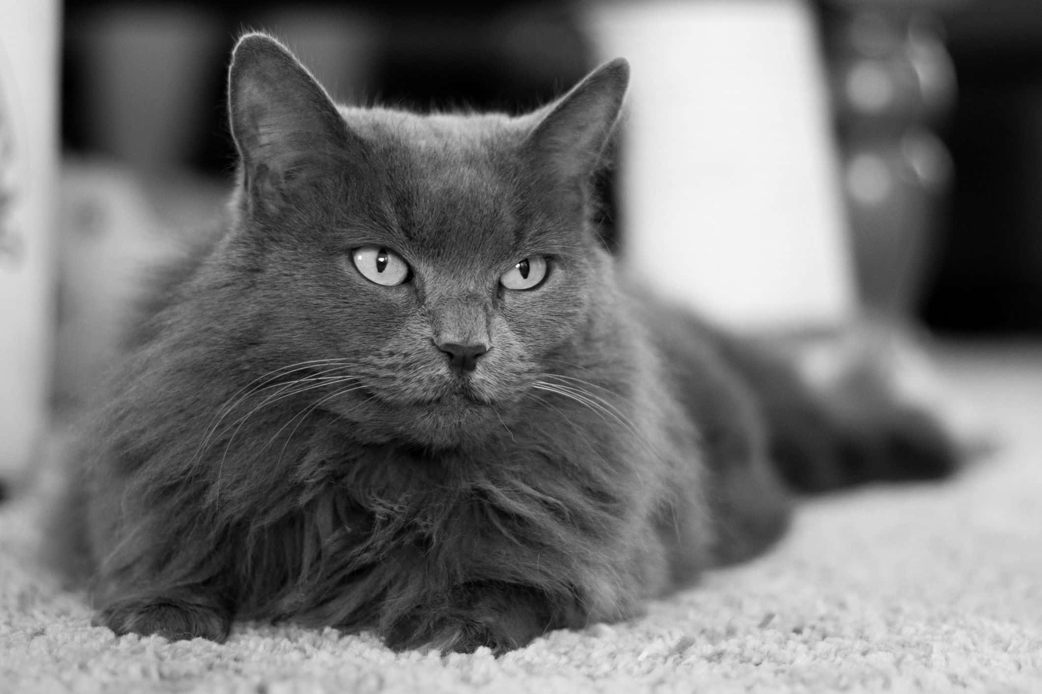 Nebelung, fluffy gray cat, striking eyes, Full HD Desktop Wallpaper