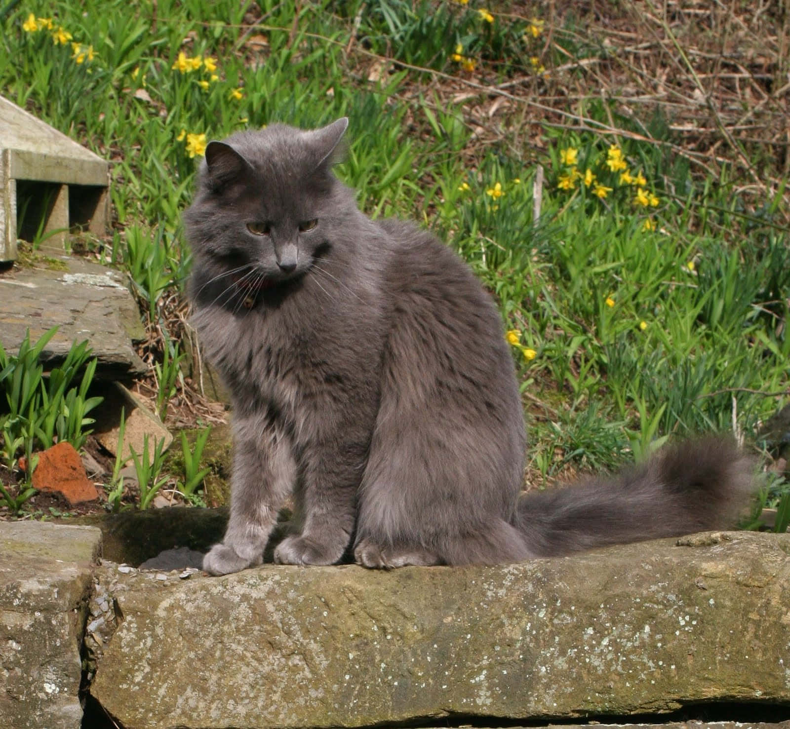 Nebelung, 1600 x 1477, purple sofa, HD Desktop Wallpaper