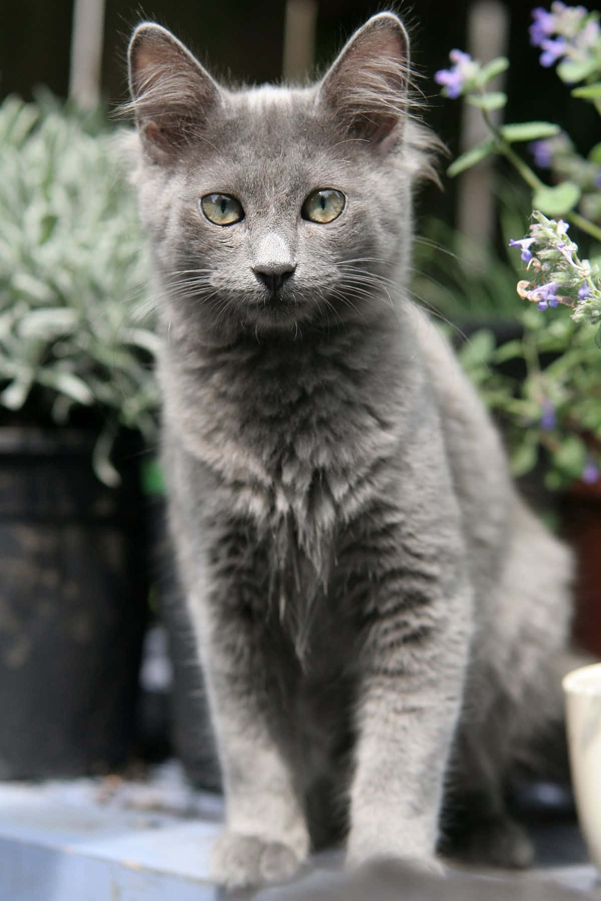 Nebelung, fluffy gray kitten, bright green eyes, HD Phone Wallpaper