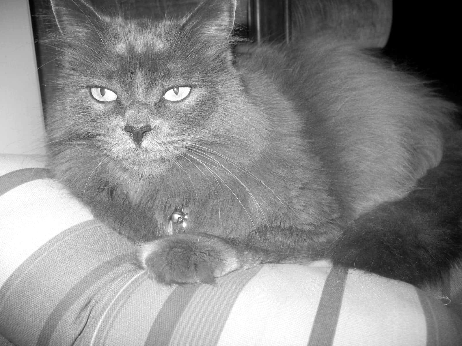 Nebelung, fluffy gray cat, glowing eyes, HD Desktop Wallpaper