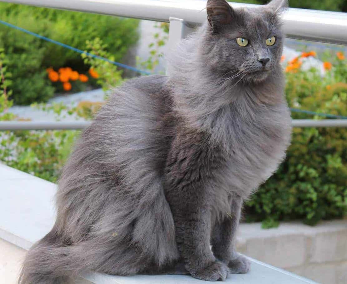 Nebelung, gray cat, yellow eyes, SD Desktop Wallpaper