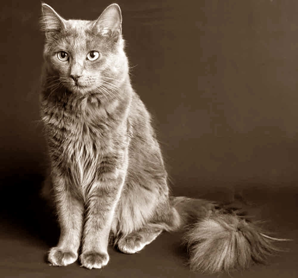 Nebelung, long-haired cat, dark brown backdrop, SD Desktop Wallpaper