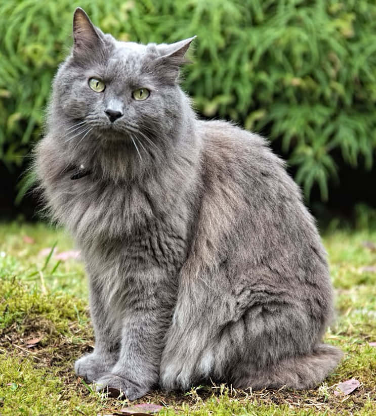 Nebelung, fluffy gray cat, striking green eyes, SD Phone Wallpaper
