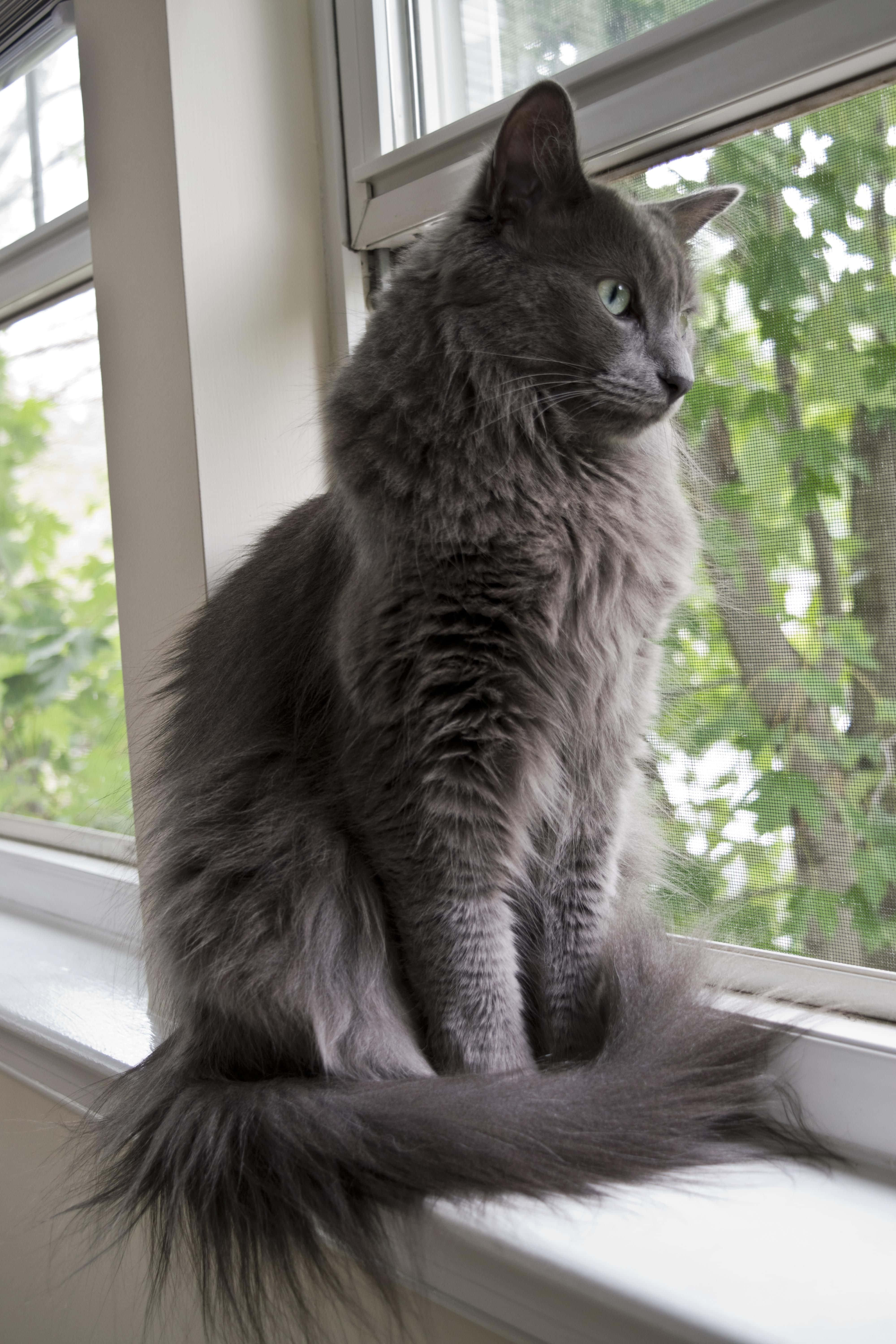 Nebelung, gray cat, green eyes, 5K Phone Wallpaper