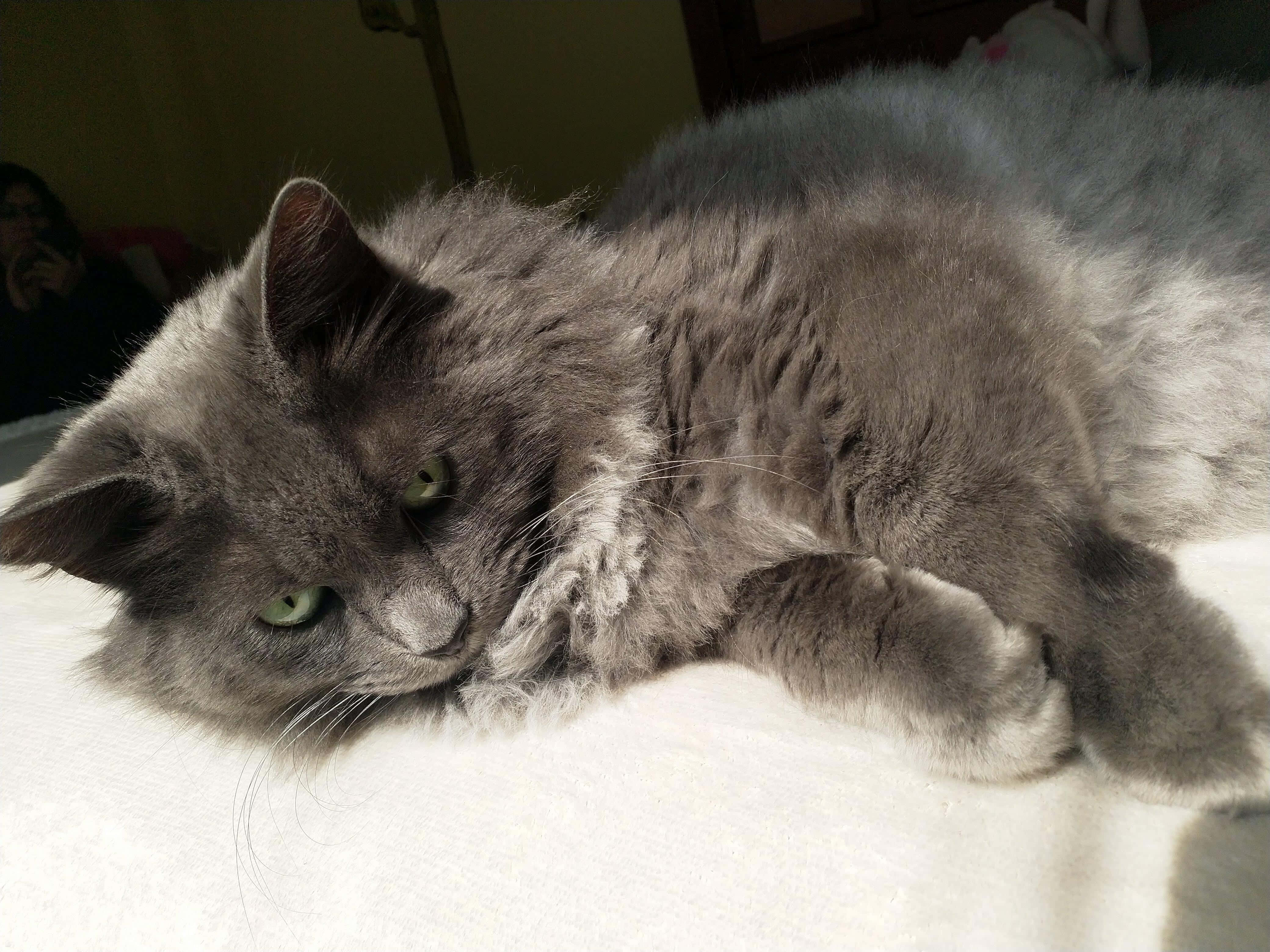 Nebelung, 4160 x 3120, gray cat, 4K Desktop Wallpaper