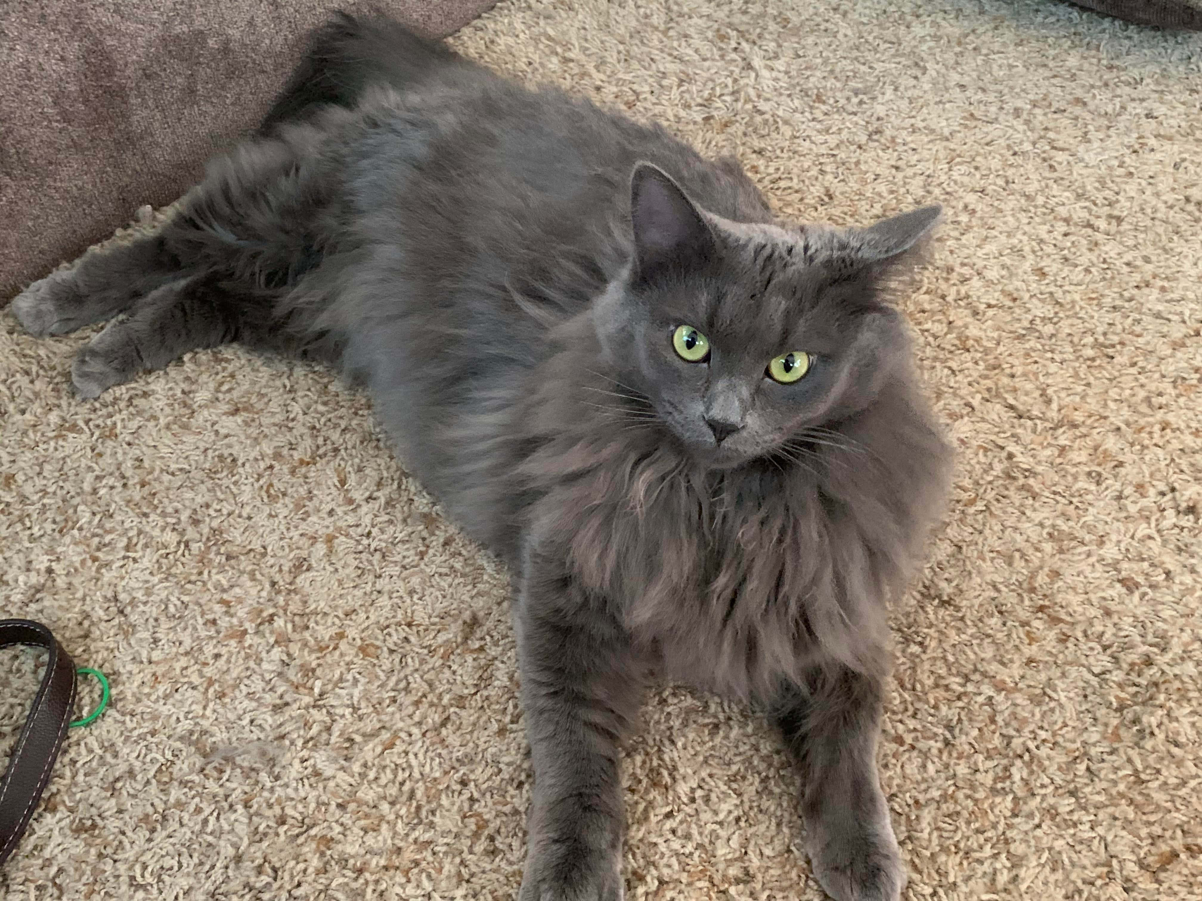 Nebelung, 4032 x 3024, beige carpet, 4K Desktop Wallpaper