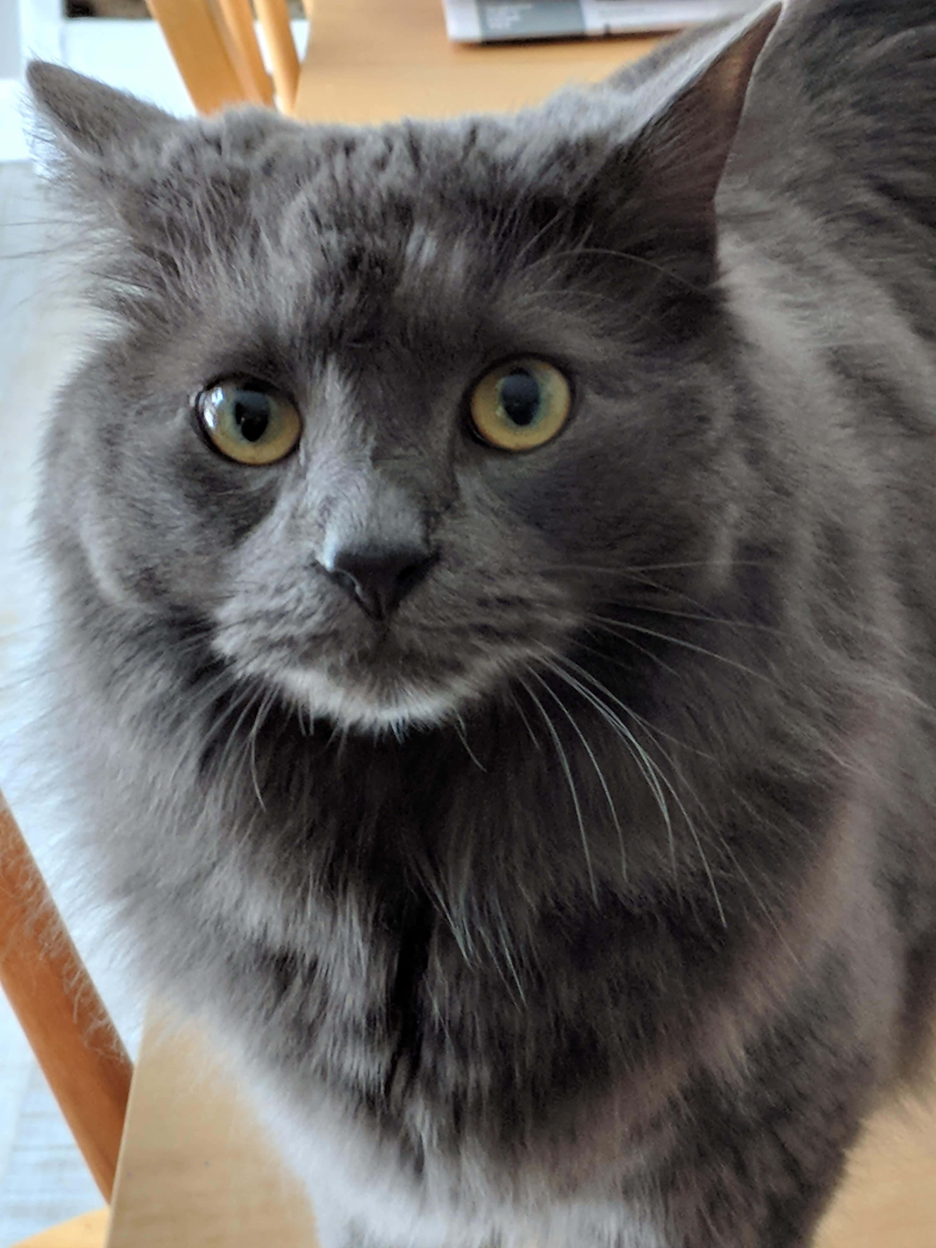 Nebelung, gray, yellow eyes, 4K Phone Wallpaper