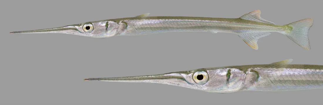 Needlefish