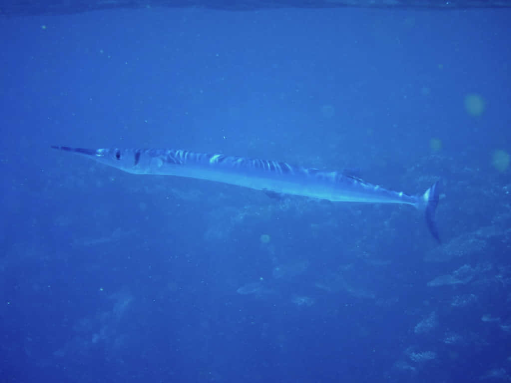 Blue Water Needlefish, sleek swordfish, deep blue ocean waters, SD Desktop Wallpaper