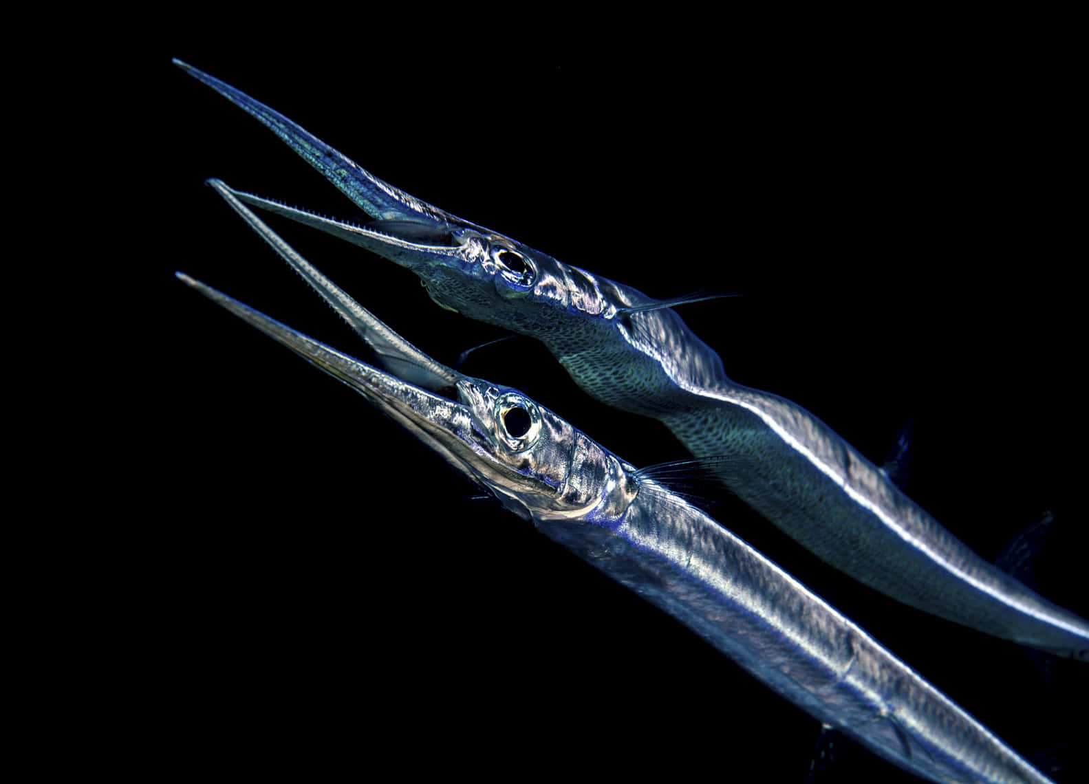 Needlefish, slender silver fish, long pointed beaks, HD Desktop Wallpaper