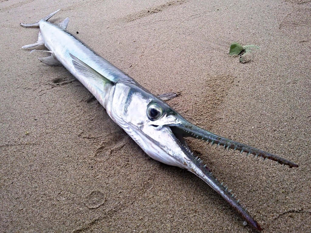 Needlefish, silver, serrated beak, SD Desktop Wallpaper