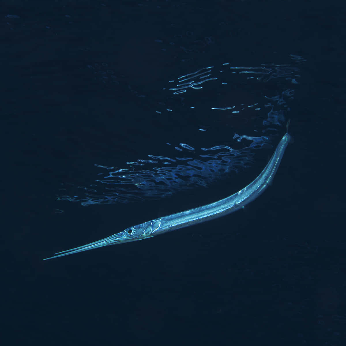 Needlefish, ocean blue, deep blue water, SD Desktop Wallpaper