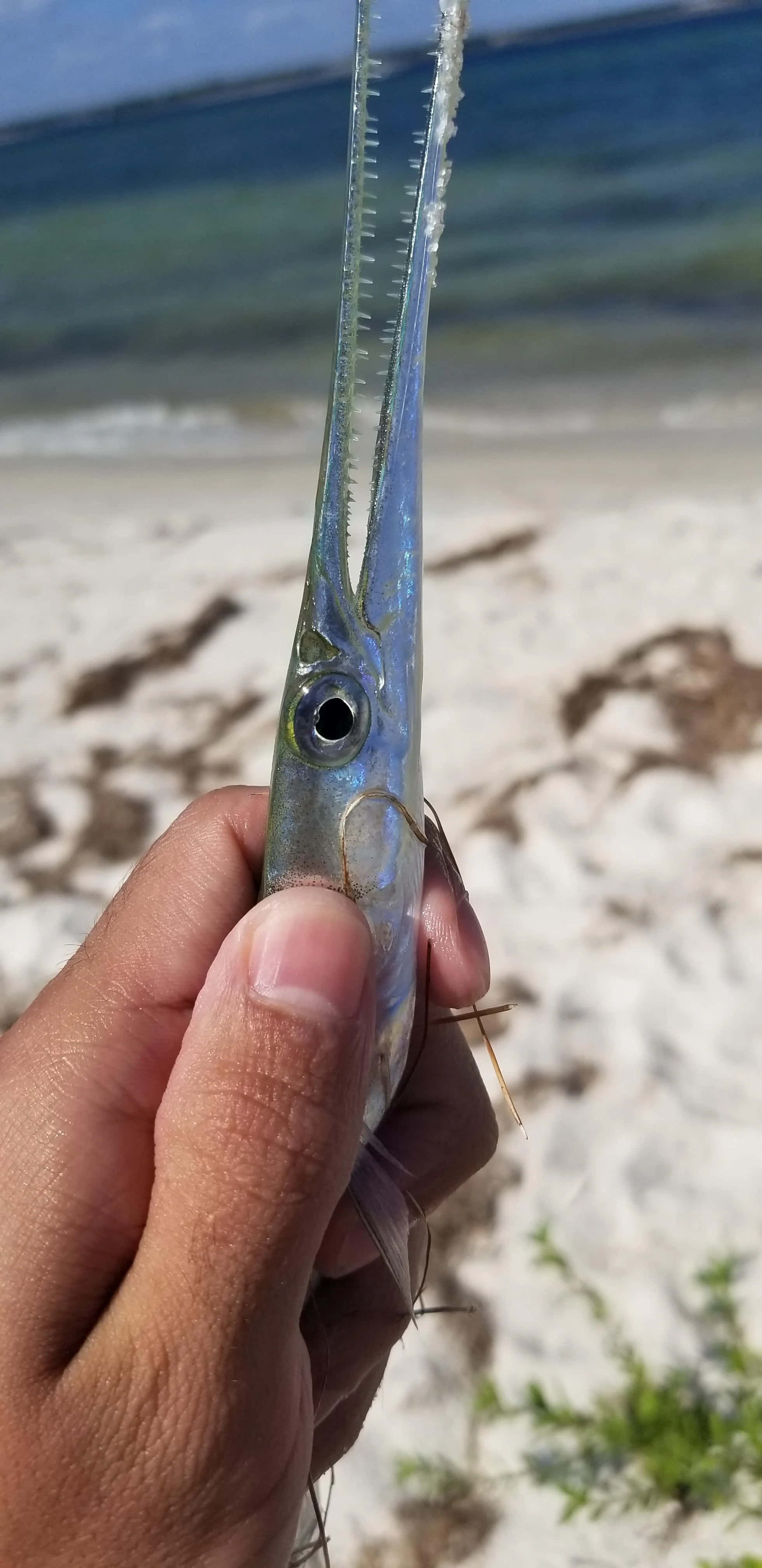 Needlefish, slender silver needlefish, long toothed beak, 4K Phone Wallpaper