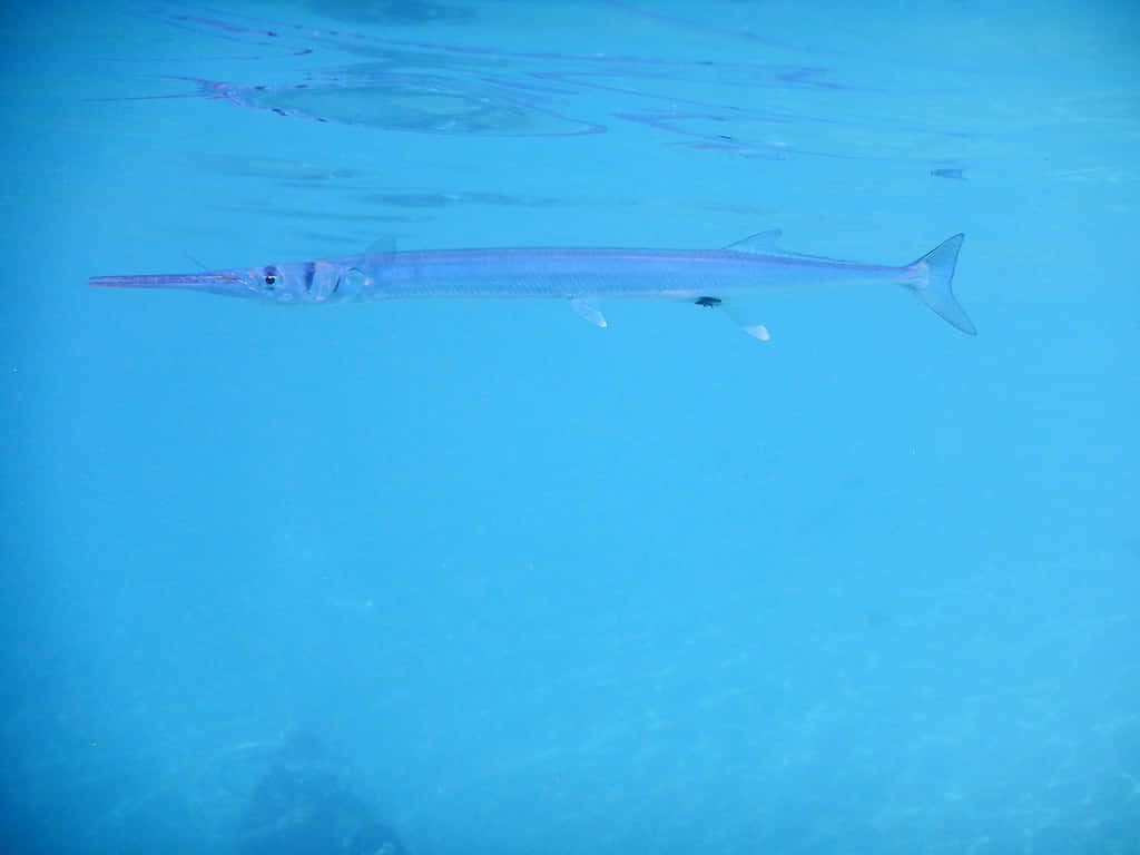 needlefish, clear turquoise ocean water, surface, SD Desktop Wallpaper