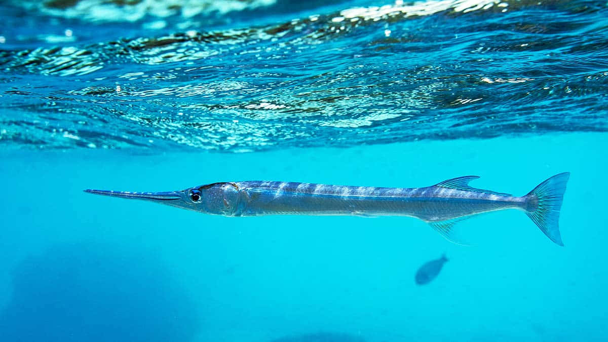 needlefish, turquoise water, rippling sunlight, SD Desktop Wallpaper