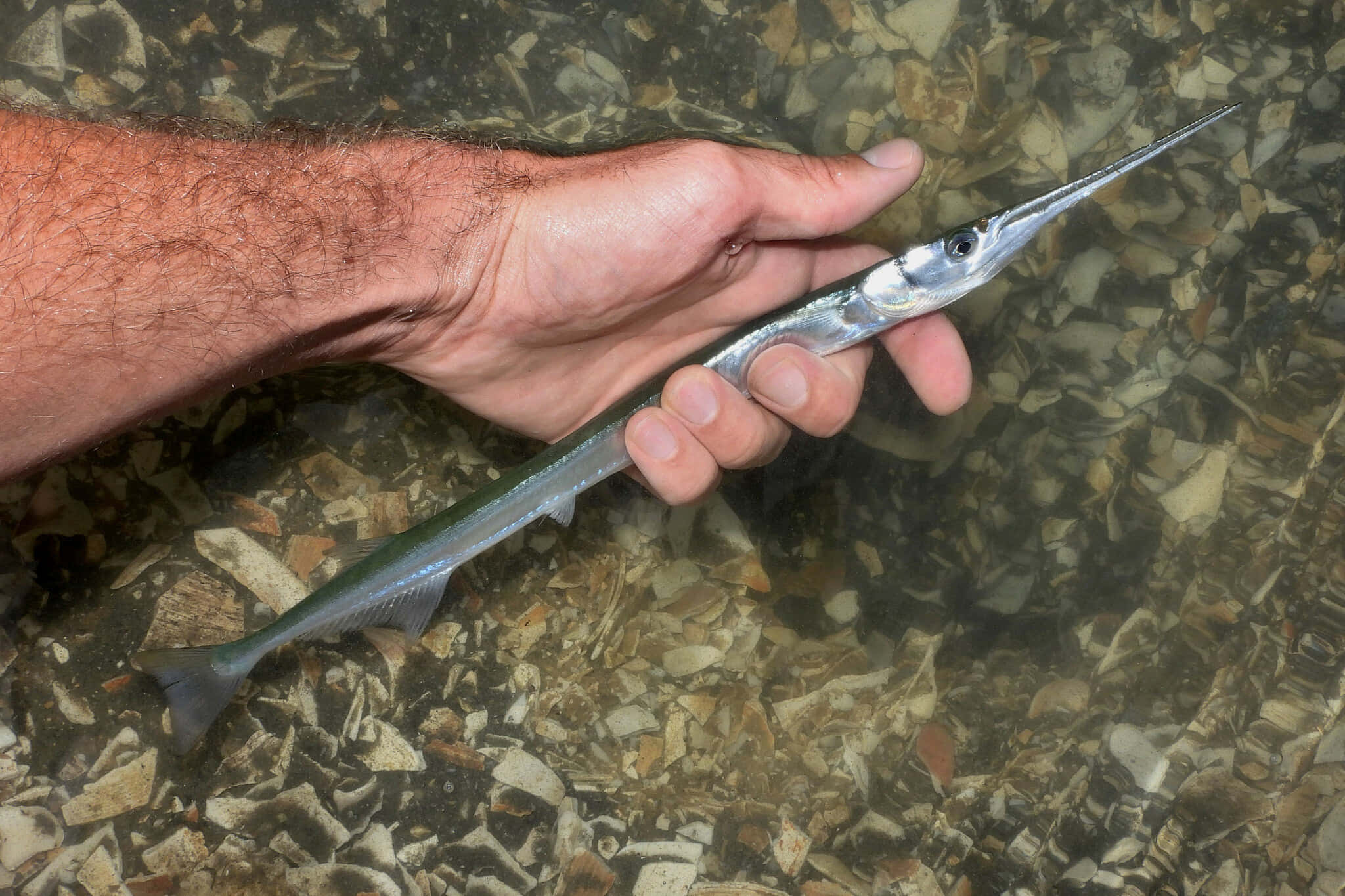 Needlefish, slender silver fish, long pointed snout, Full HD Desktop Wallpaper