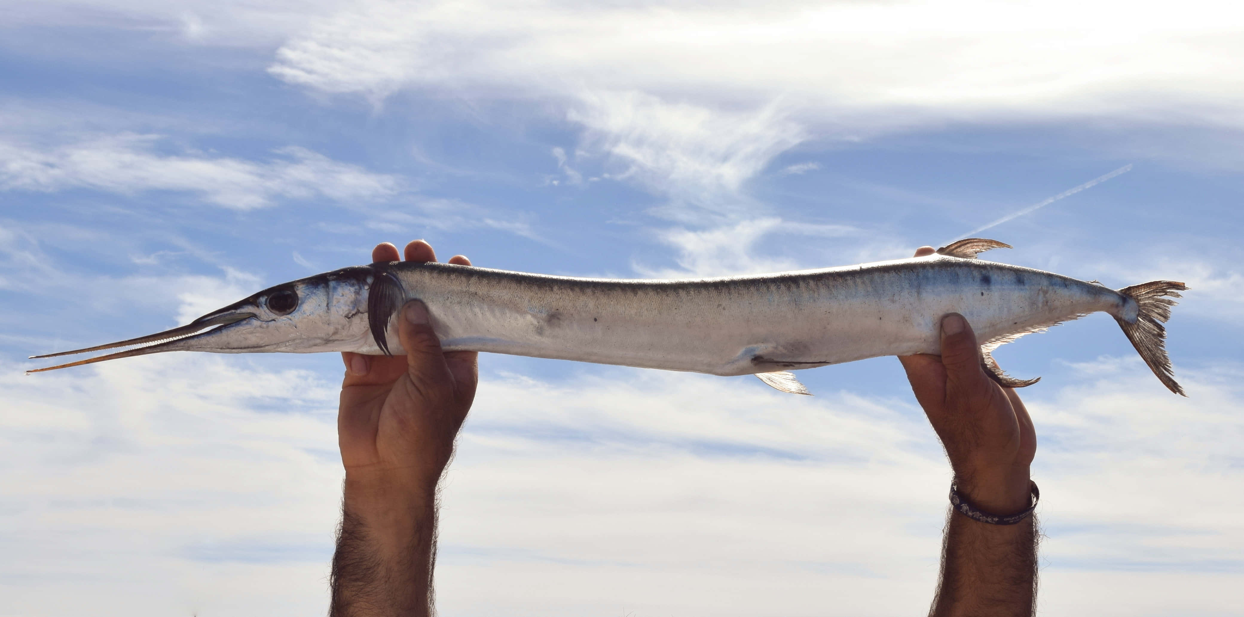 Needlefish, bright blue sky, wispy clouds, 4K Desktop Wallpaper