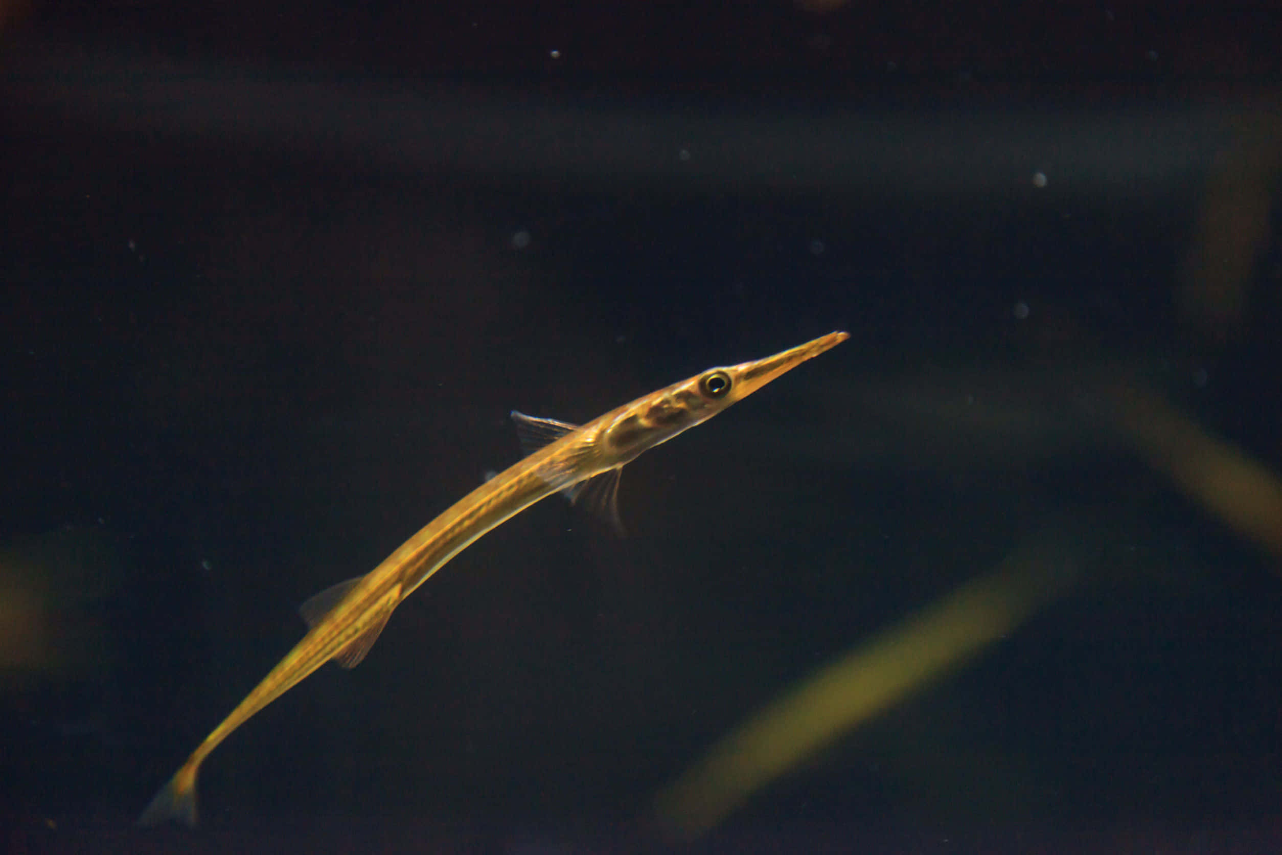 needlefish, golden, dark water, Full HD Desktop Wallpaper
