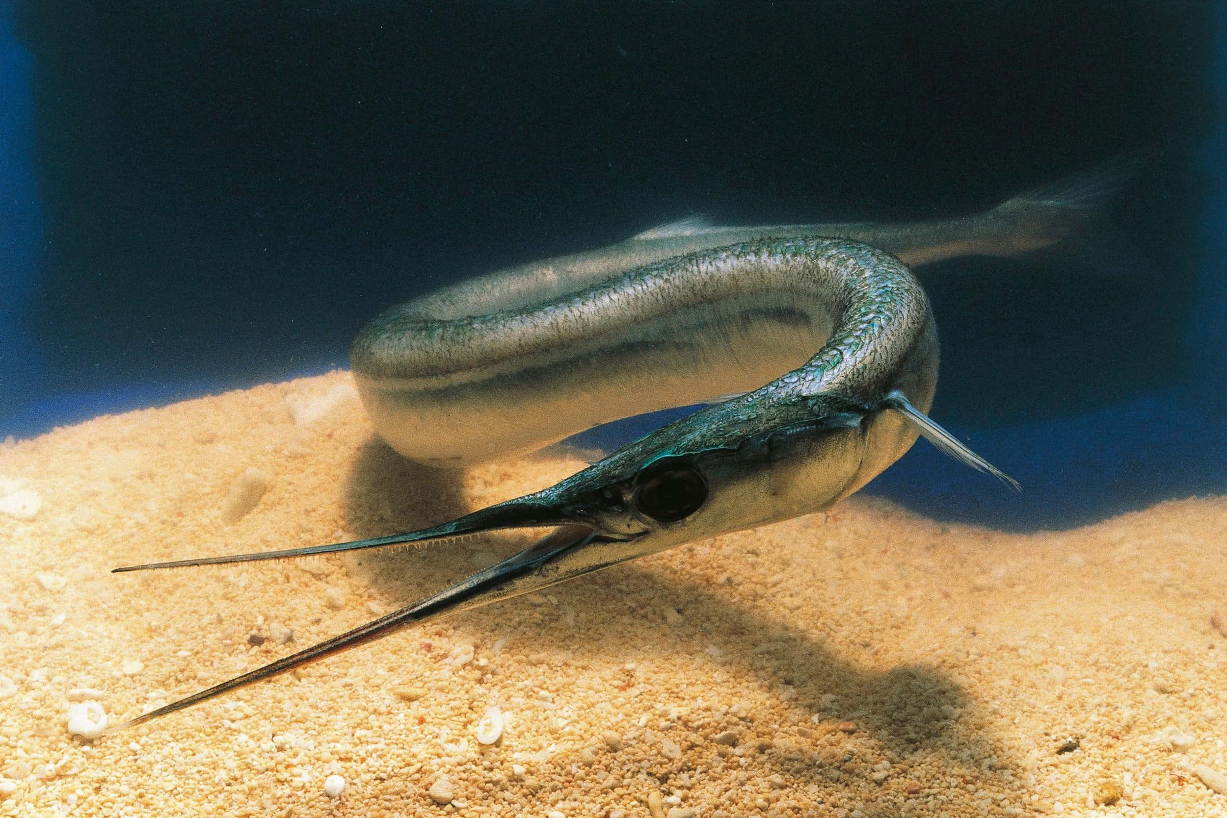 needlefish, sandy bottom, blue water, Full HD Desktop Wallpaper