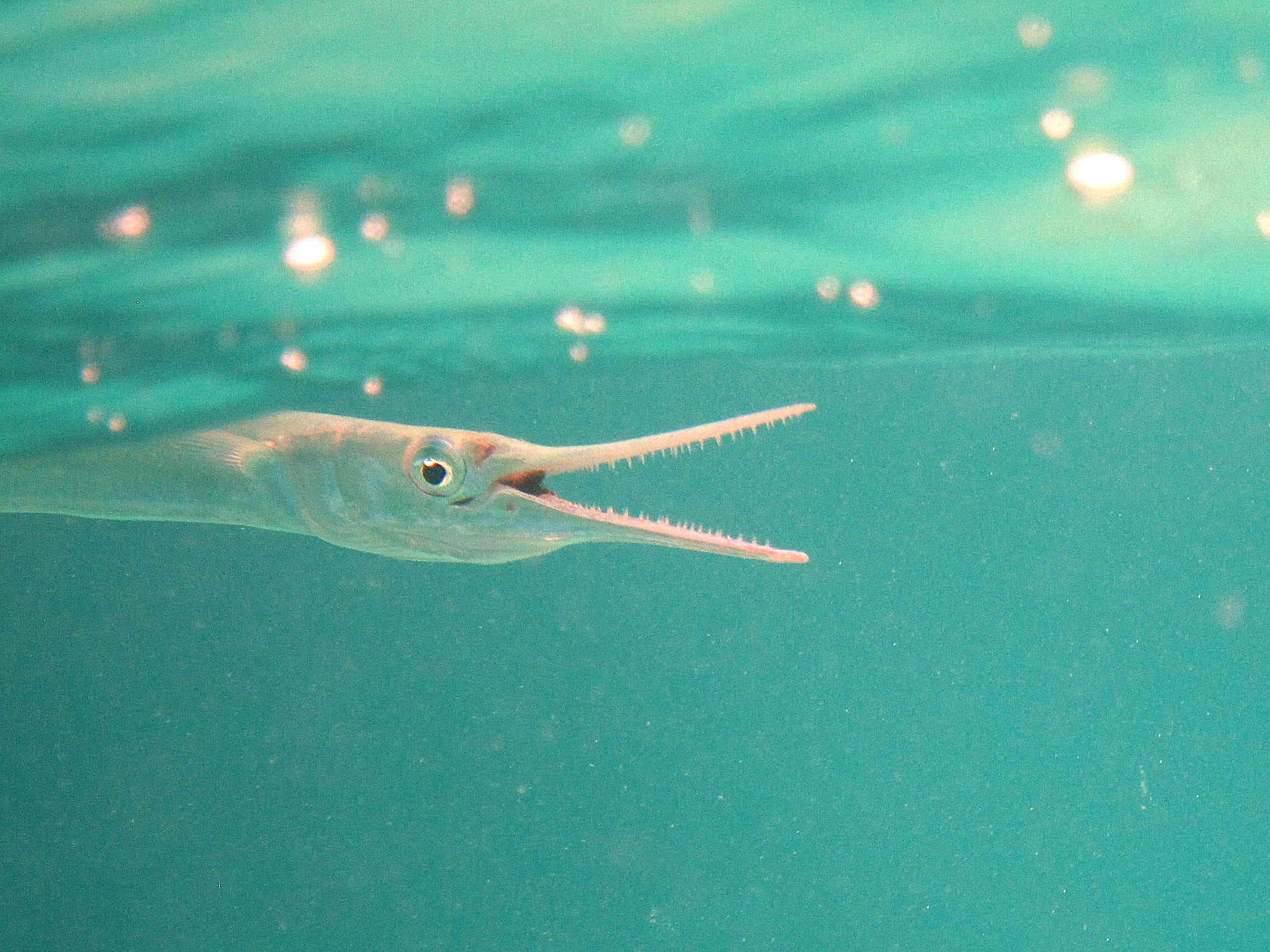 needlefish, turquoise ocean, sunlight filtering through, Full HD Desktop Wallpaper