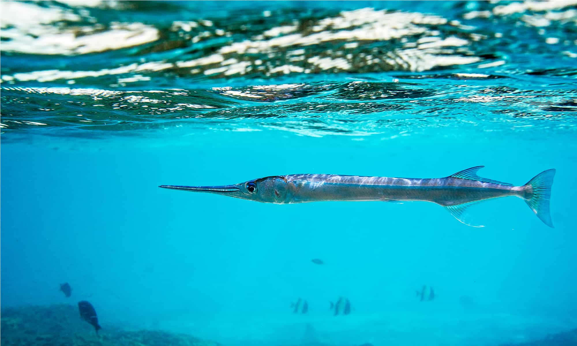 needlefish, turquoise waters, rippling surface, Full HD Desktop Wallpaper