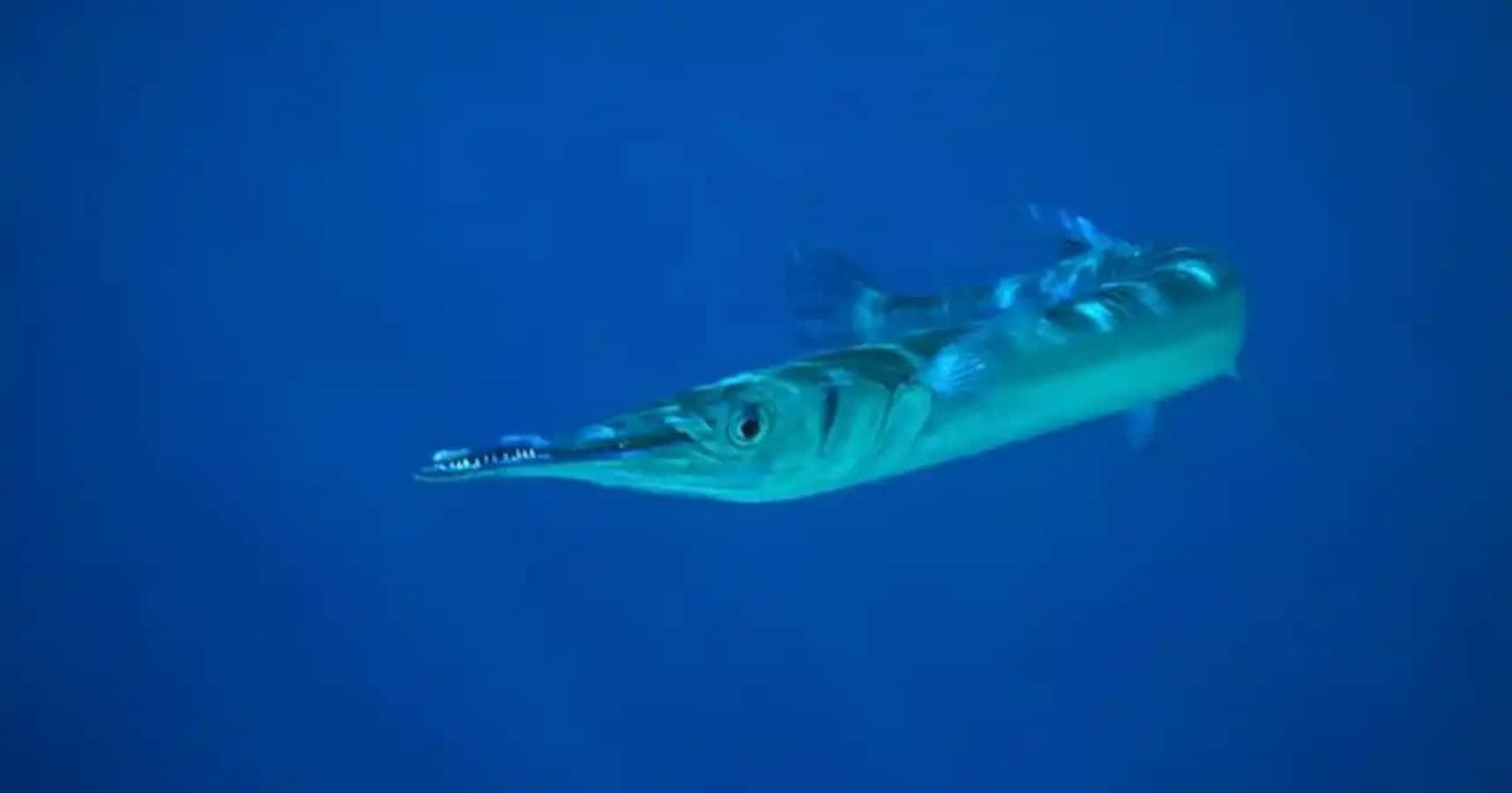 Needlefish, deep blue ocean water, long pointed snout, HD Desktop Wallpaper