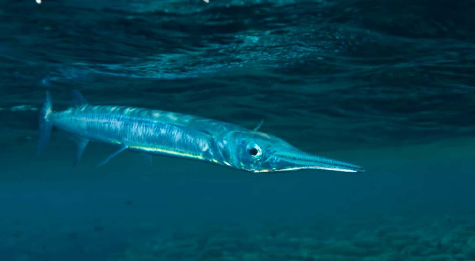 needlefish, crystal clear waters, clear blue ocean water, HD Desktop Wallpaper