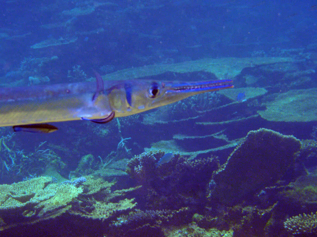 needlefish, coral reefs, deep blue ocean waters, SD Desktop Wallpaper