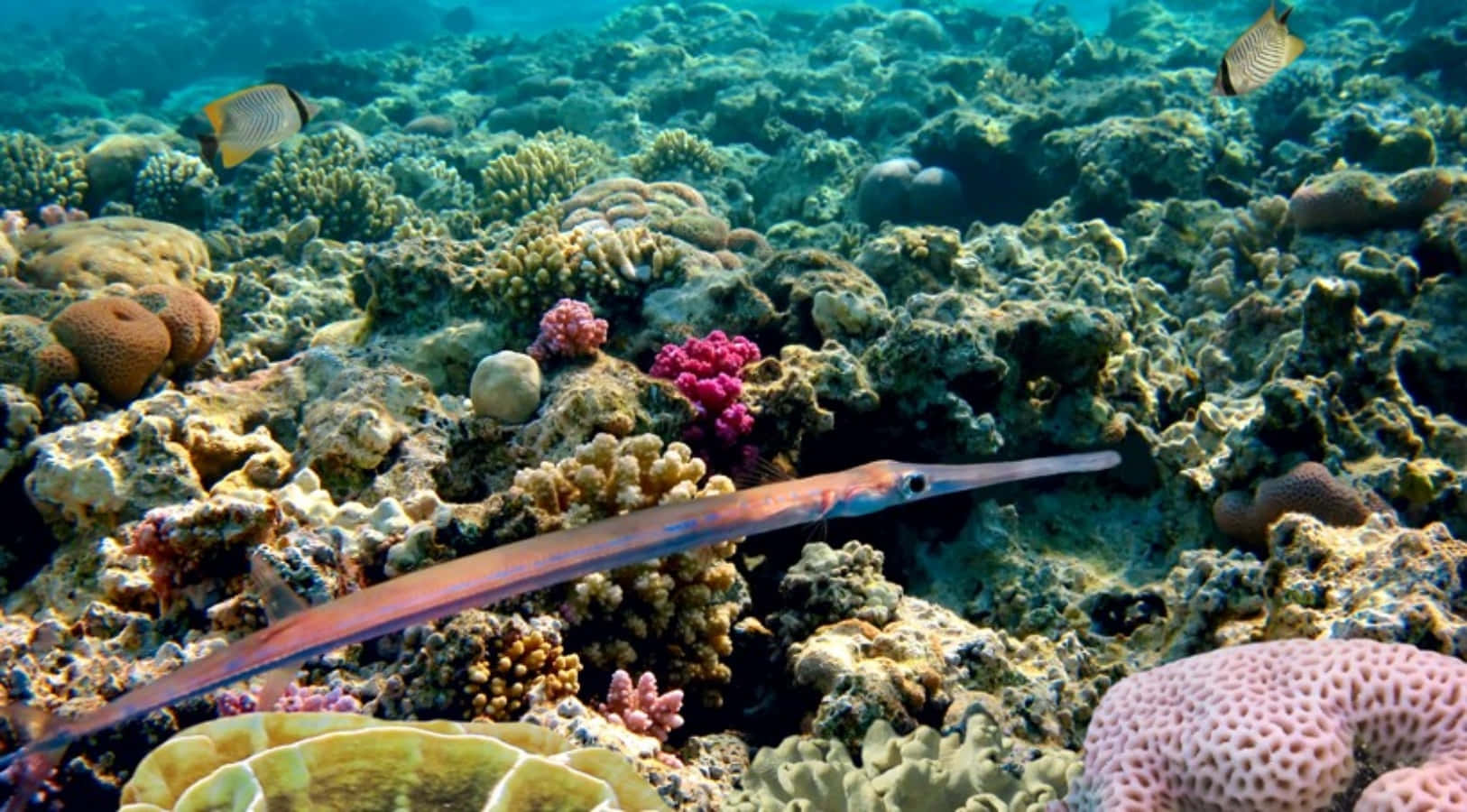Needlefish, coral reef, colorful fish, HD Desktop Wallpaper