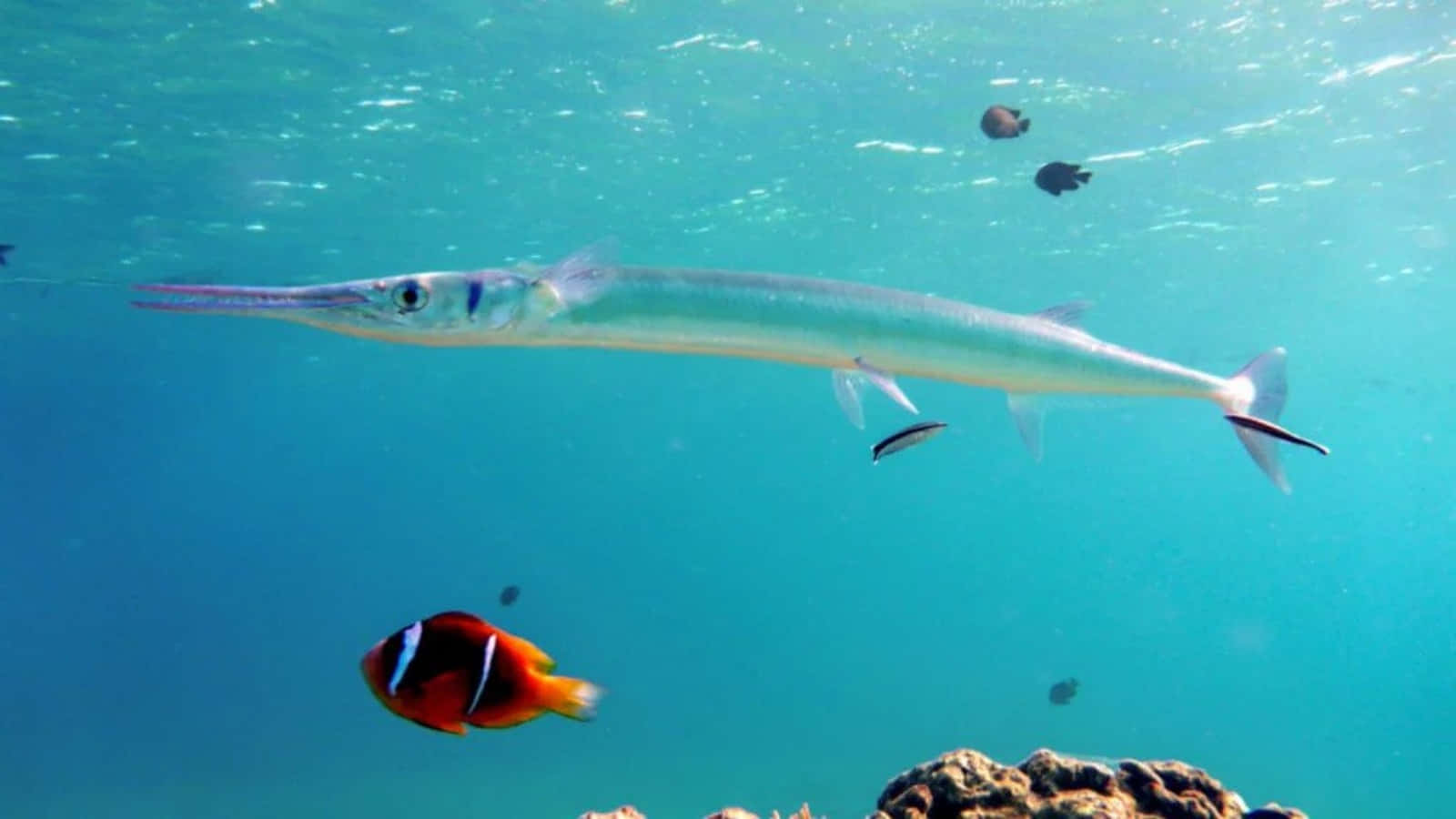 Needlefish, turquoise waters, coral reef, HD Desktop Wallpaper