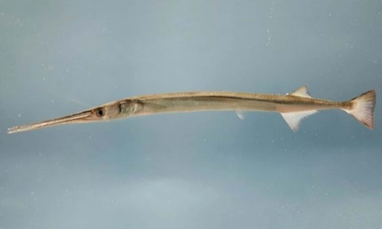 needlefish, clear blue water, long pointed snout, HD Desktop Wallpaper