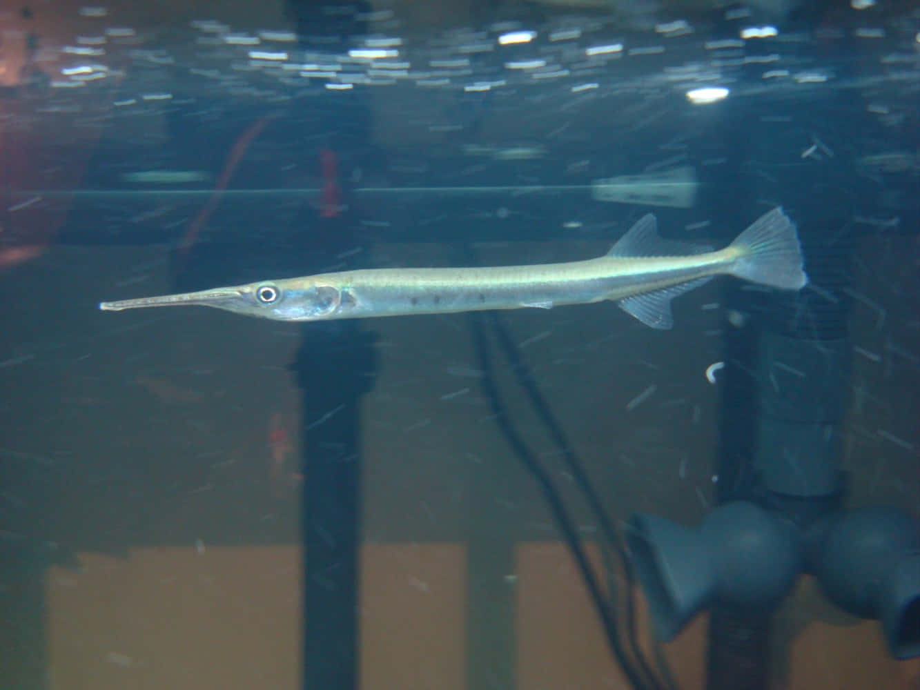 needlefish, calm ocean waters, clear aquarium water, HD Desktop Wallpaper
