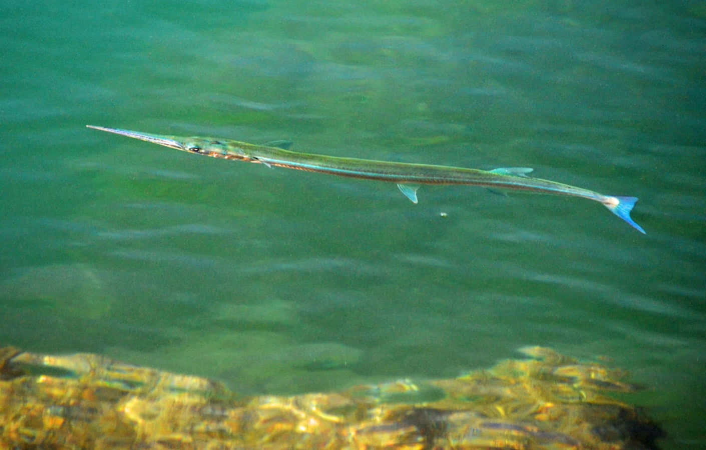 needlefish, clear green water, sunlit rocks, HD Desktop Wallpaper