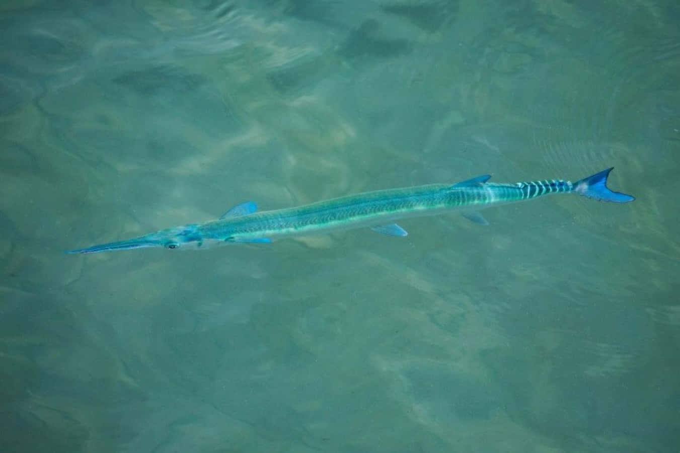 blue needlefish, slender blue needlefish, clear turquoise water, HD Desktop Wallpaper
