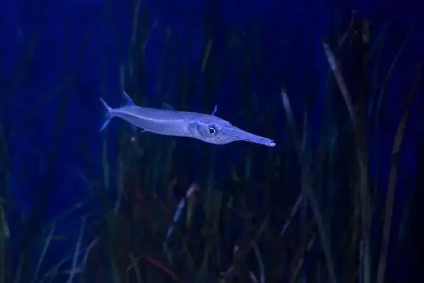 Blue Water Needlefish, slender needlefish, deep blue water, HD Desktop Wallpaper