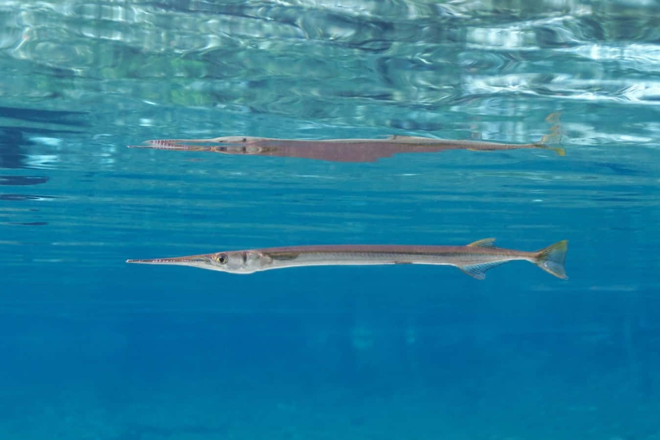 needlefish, turquoise water, rippling surface light, HD Desktop Wallpaper