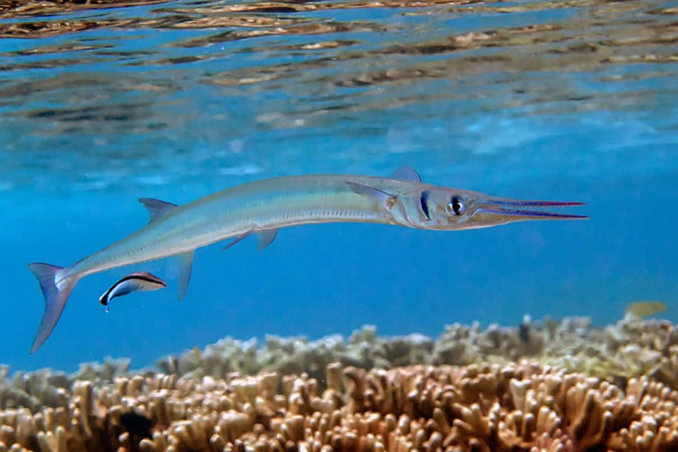 Needlefish, blue ocean, vibrant coral reef, HD Desktop Wallpaper