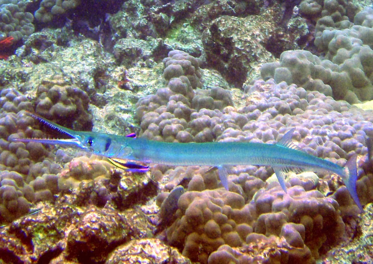 Blue Needlefish, coral reef, tropical waters, HD Desktop Wallpaper