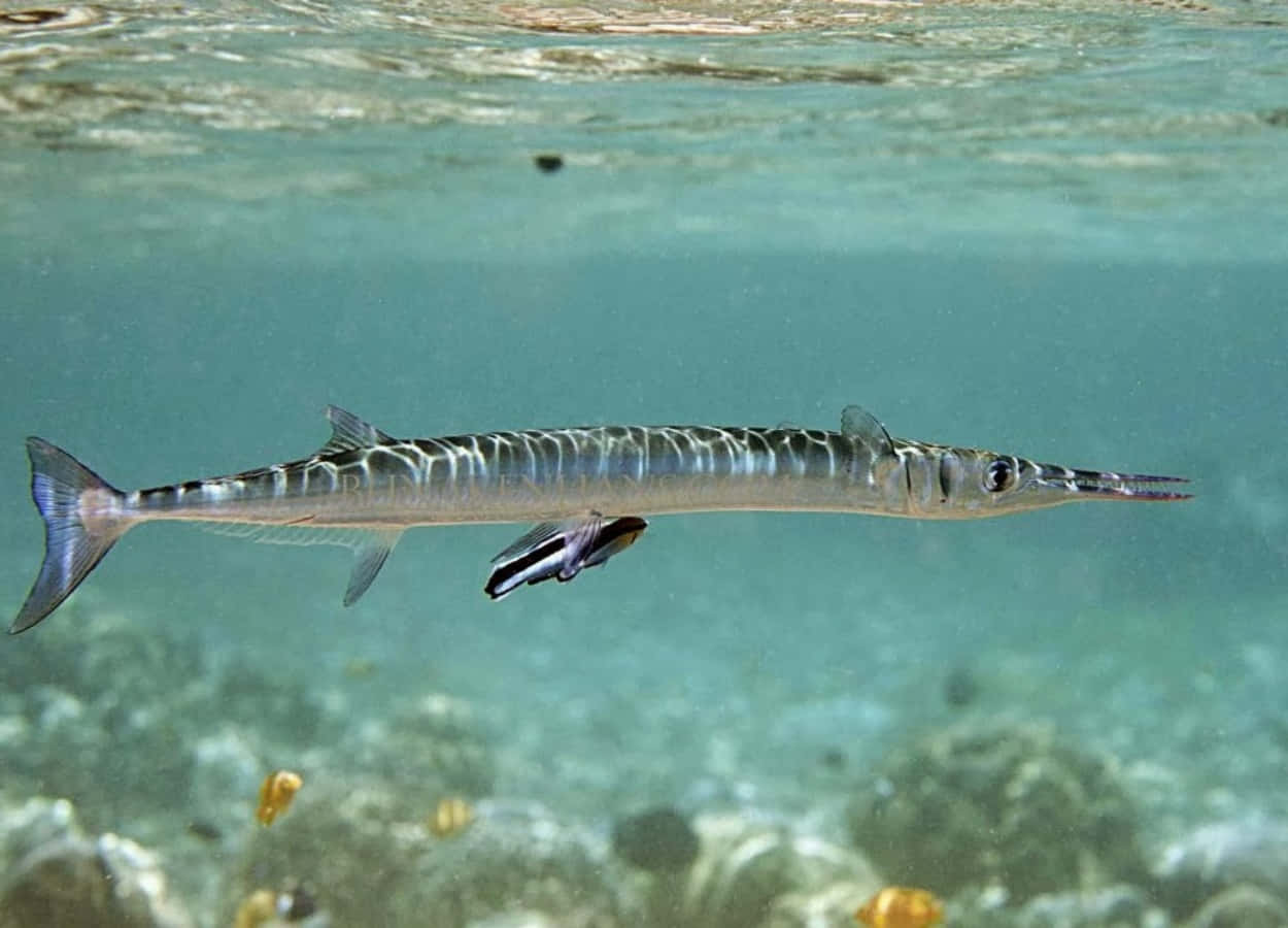 Needlefish, crystal clear waters, turquoise water, SD Desktop Wallpaper