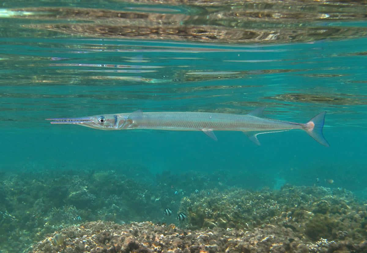 needlefish, silver, turquoise water, SD Desktop Wallpaper