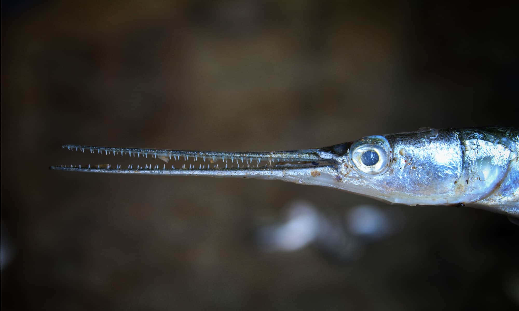 needlefish, elongated silver beak, large eye, Full HD Desktop Wallpaper