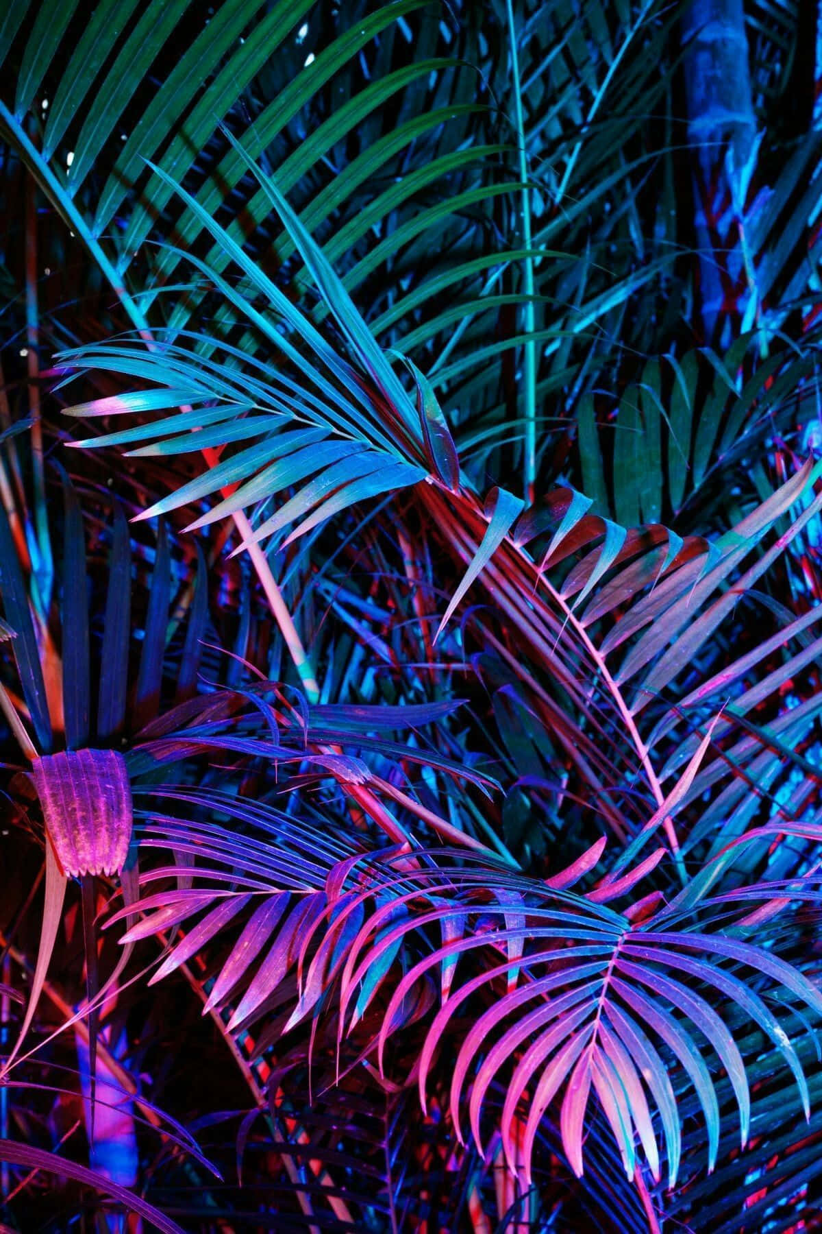 neon blue, neon pink, palm tree, HD Phone Wallpaper