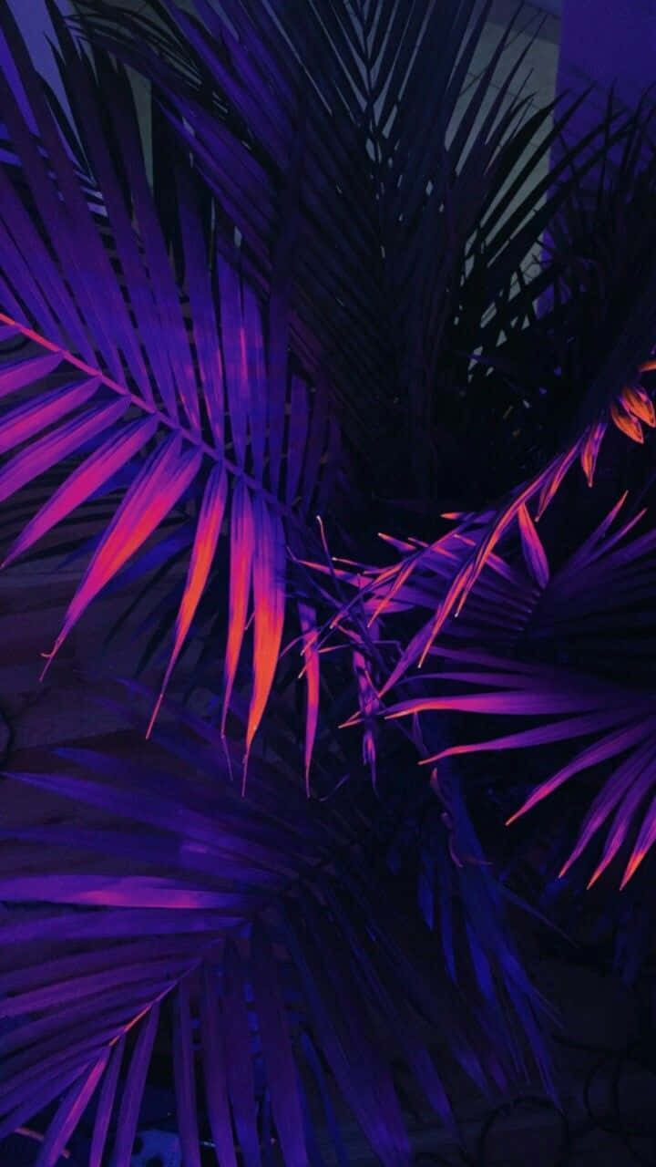 purple, blue, palm tree, HD Phone Wallpaper