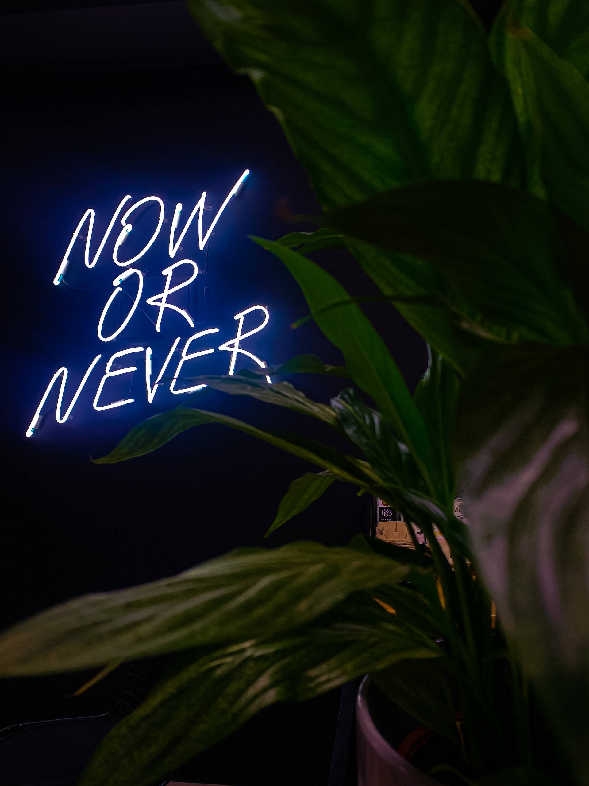 Neon Blue iPhone, now or never, glowing blue neon sign, 2K Phone Wallpaper