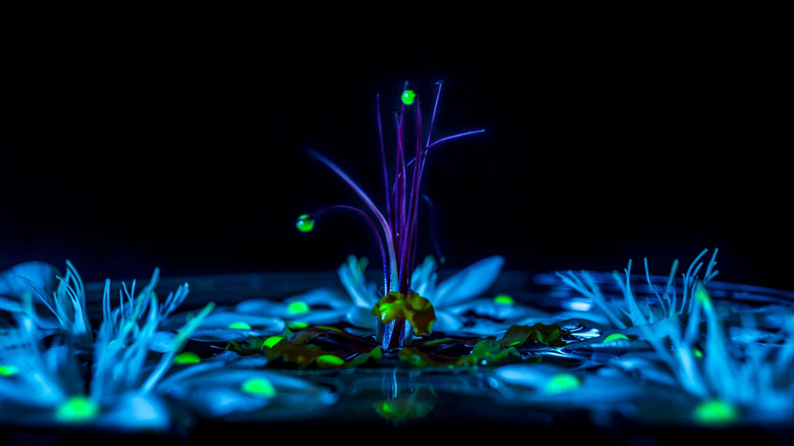 glowing neon blue, green orbs, purple stems, 2K Desktop Wallpaper